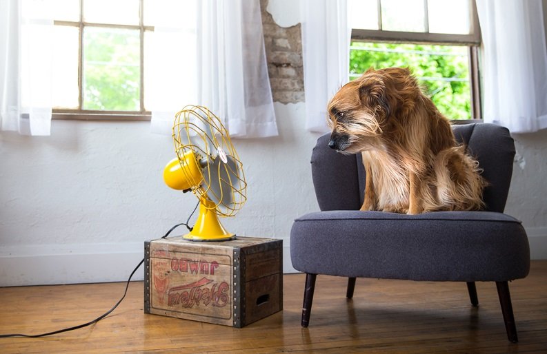 mascota frente a un ventilador en funcionamiento